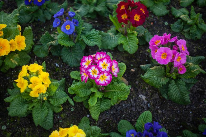 Free stock image of Colorful Small Flowers created by Kate Stollery