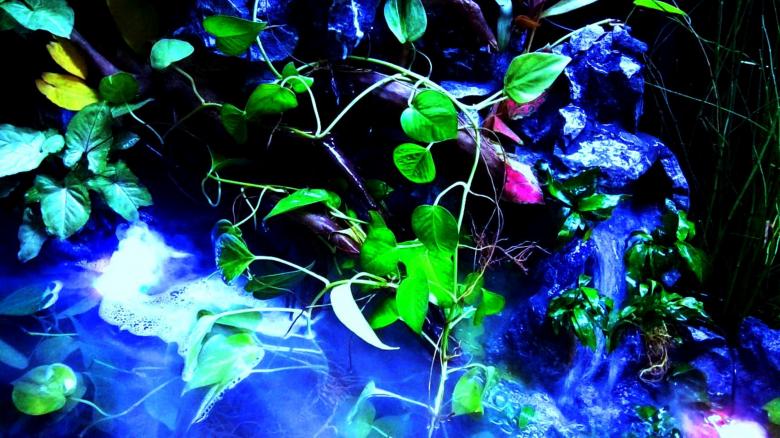 Free stock image of Creeper plant background created by RAVI RANJAN GOSWAMI