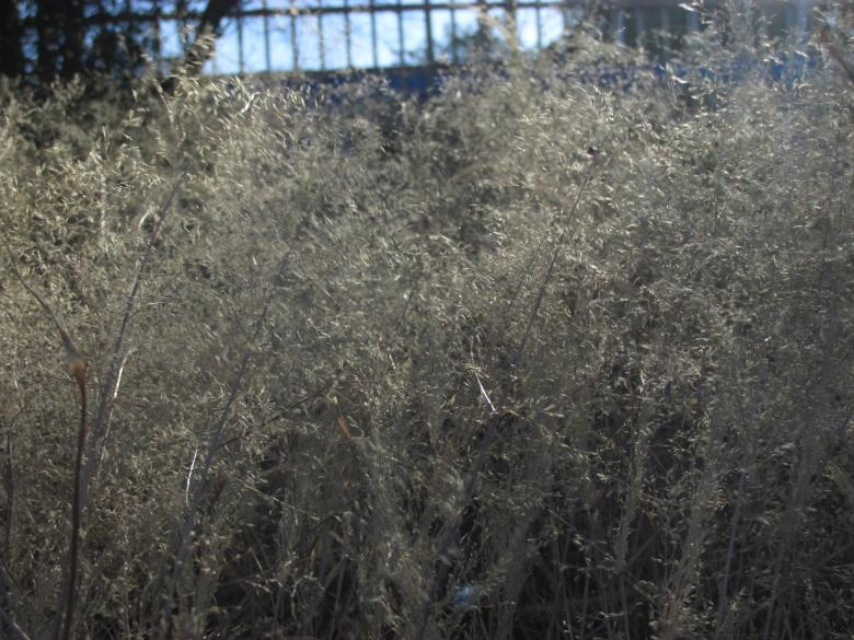 Free stock image of Dry wild grass created by Michiru Maeda