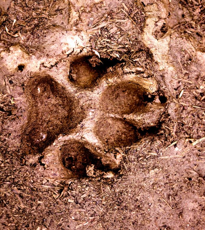 Free stock image of Dog paw footprint created by Alen