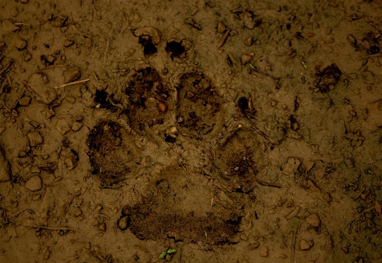 Free stock image of Dog paw in mud created by Alen