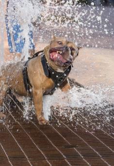 Dog playing with water - Free Stock Photo