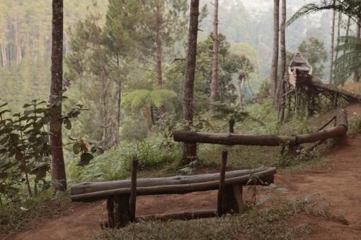 Forest in Curug Layung Indonesia - Free Stock Photo