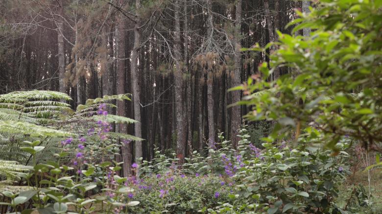 Free stock image of Wild Forest in Curug Layung Indonesia created by Yosafat