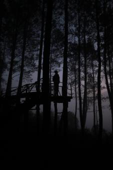 Morning Silhouette in The Woods - Free Stock Photo
