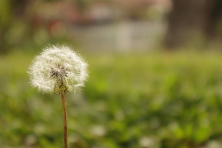 Free stock image of Dandelion with Green Background created by Yosafat
