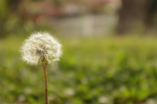 Dandelion with Green Background - Free Stock Photo