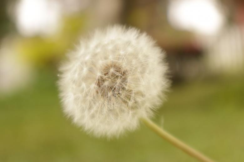 Free stock image of White Dandelion created by Yosafat