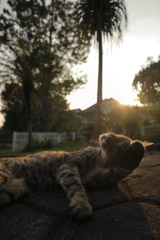 Free stock image of Cat posing at sunset created by Yosafat