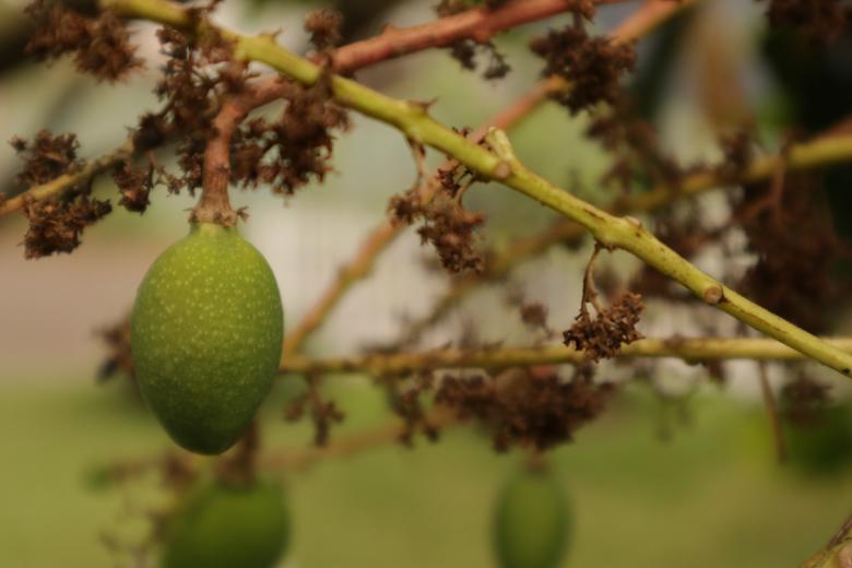 Free stock image of Little Mango created by Yosafat