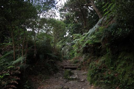 Tangkuban Parahu Woods - Free Stock Photo