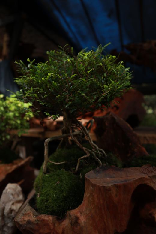Free stock image of Plants in Tangkuban Parahu created by Yosafat