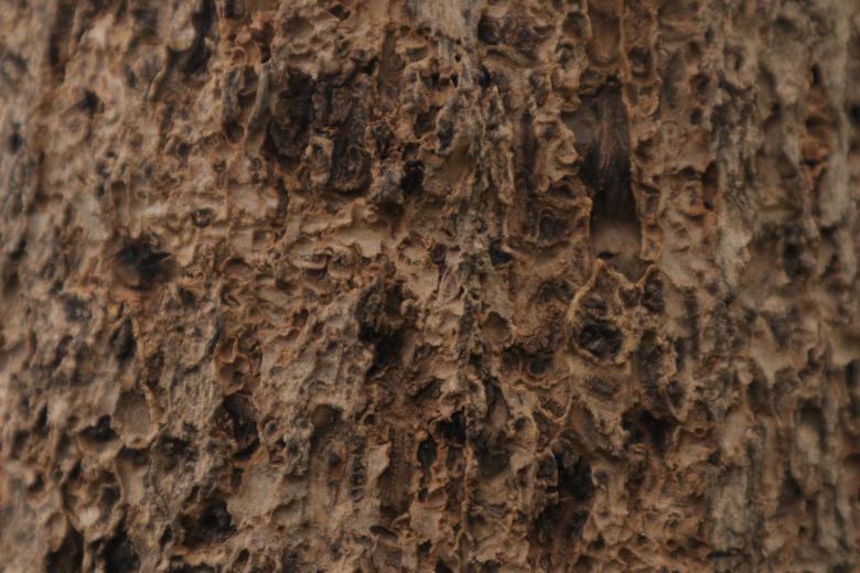 Free stock image of Rough Wood Texture created by Yosafat