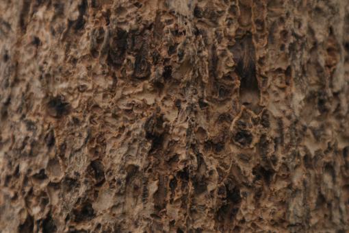 Rough Wood Texture - Free Stock Photo