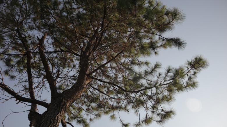 Free stock image of Large Pine Tree created by Yosafat