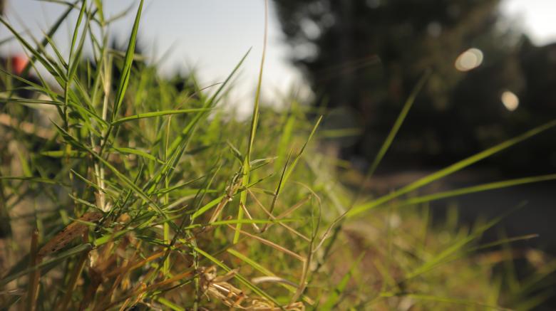 Free stock image of Closeup of Gras created by Yosafat