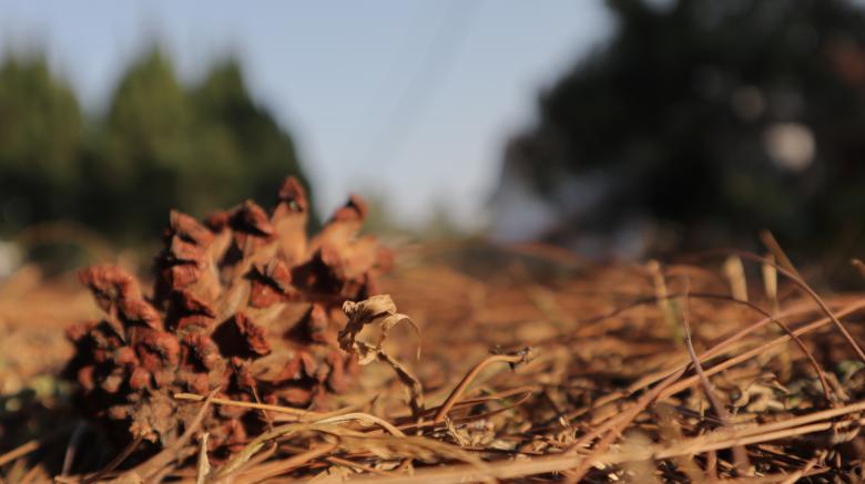Free stock image of Old Pine Cone created by Yosafat