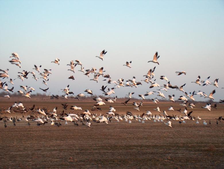 Free stock image of Flock of Birds created by Charlie Cowley