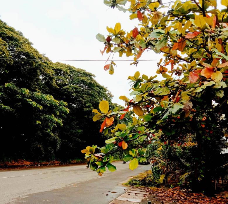Free stock image of Fall colored leaves created by RAVI RANJAN GOSWAMI