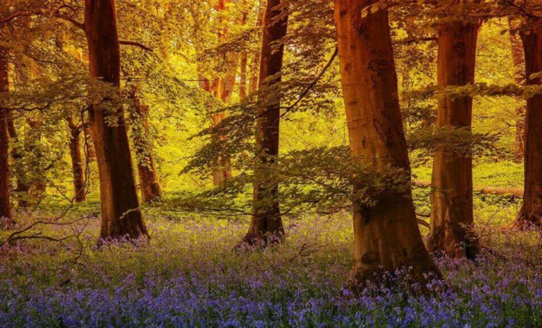 Free stock image of Autumn Forest created by nino nin