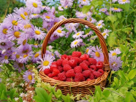 Raspberries in basket