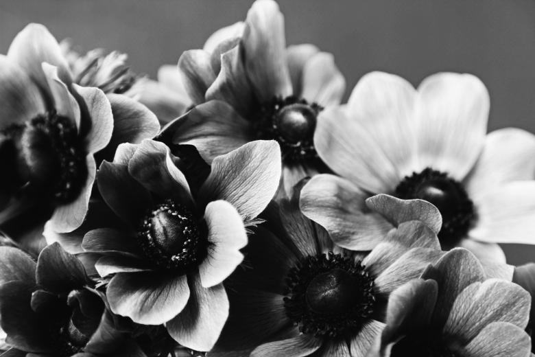 Free stock image of Anemone in Black and White created by Nika Akin