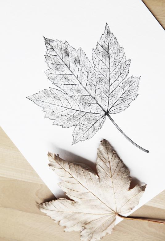 Free stock image of Autumn Leaf - On Paper and Real created by Nika Akin