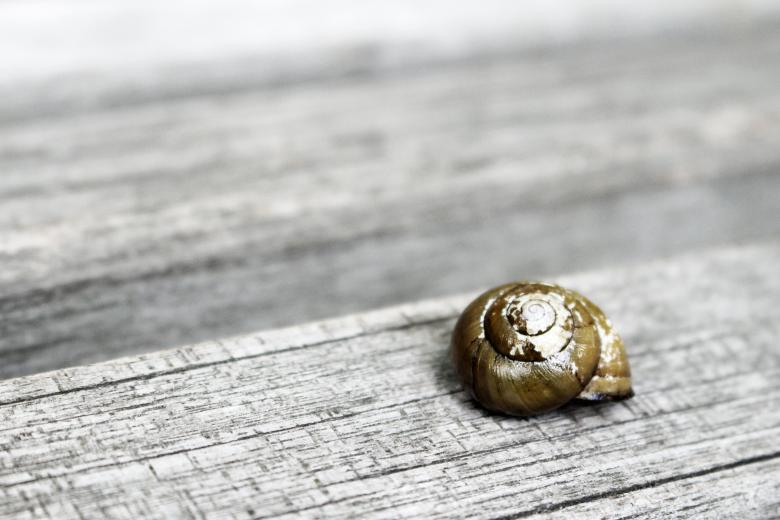Free stock image of Snail on Wood created by Nika Akin