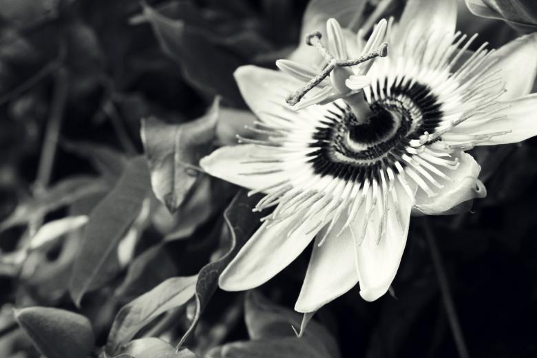 Free stock image of Passiflora Black and White created by Nika Akin