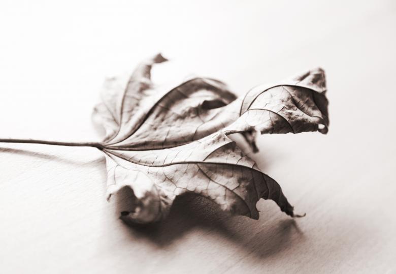 Free stock image of Wilted Autumn Leaf created by Nika Akin