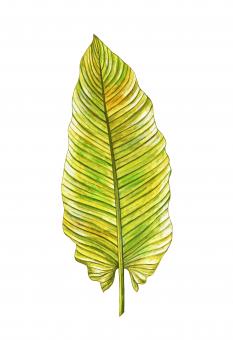 Tropical Leaf Illustration.