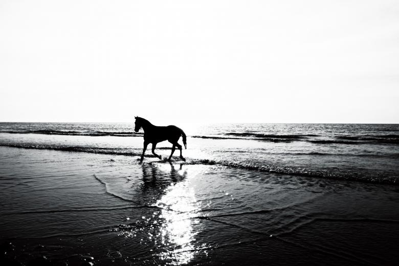 Free stock image of Horse on the Beach created by Nika Akin
