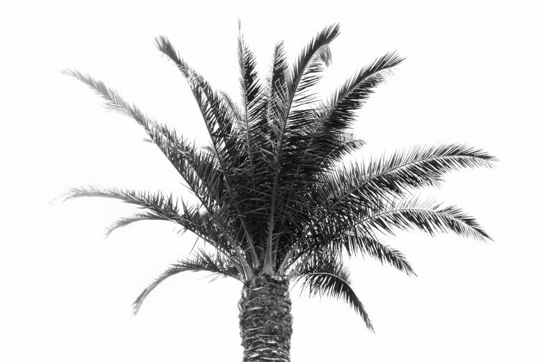 Free stock image of Palm Tree - Black and White created by Nika Akin