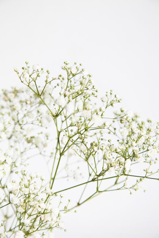 Free stock image of Small White Flowers created by Nika Akin
