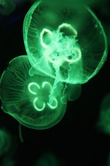 Green Jellyfish