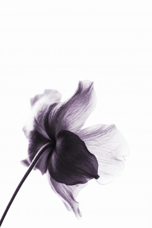 Free stock image of Violet Flower - Fineart created by Nika Akin