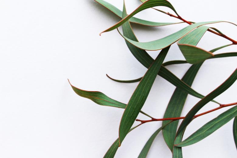 Free stock image of Eucalyptus Leaves created by Nika Akin