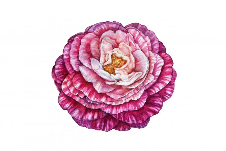 Free stock image of Camellia Illustration created by Nika Akin