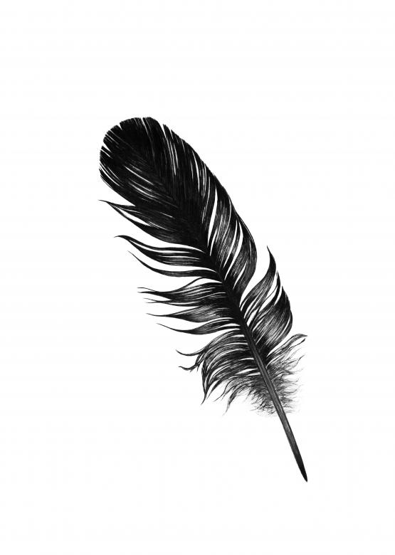 Free stock image of Black Feather Illustration created by Nika Akin
