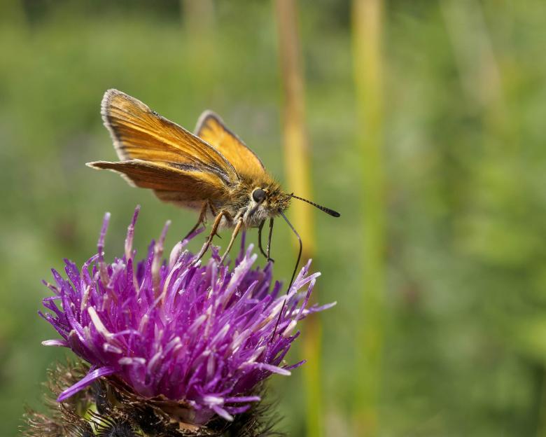 Free stock image of Skipper butterfly feeding created by Geoffrey Whiteway