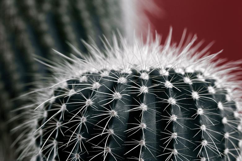 Free stock image of Spectral Cactus created by Nicolas Raymond