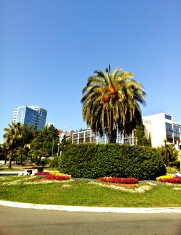 Free Stock Photo of Palm, flowerbed and modern buildings