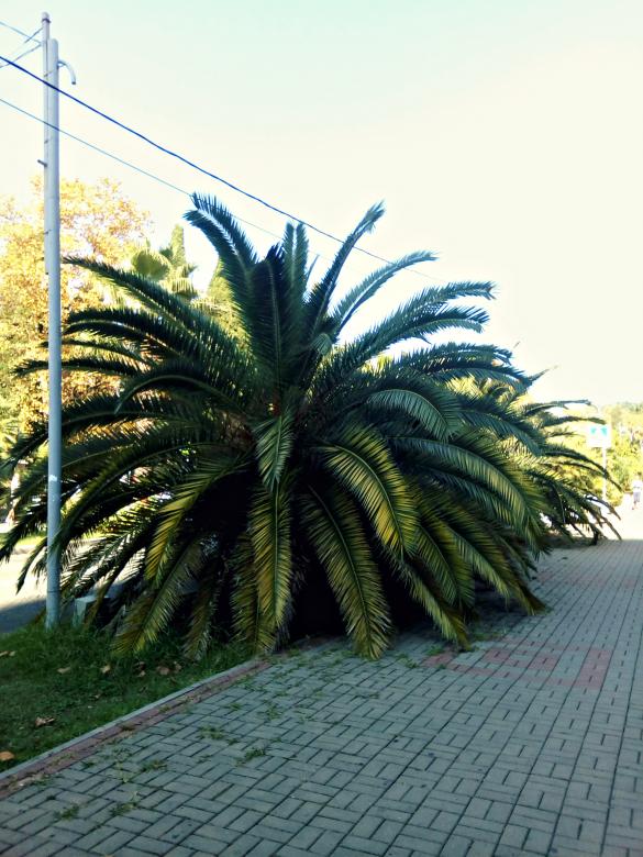 Free stock image of Beautiful low palm tree created by NomeVizualizzato
