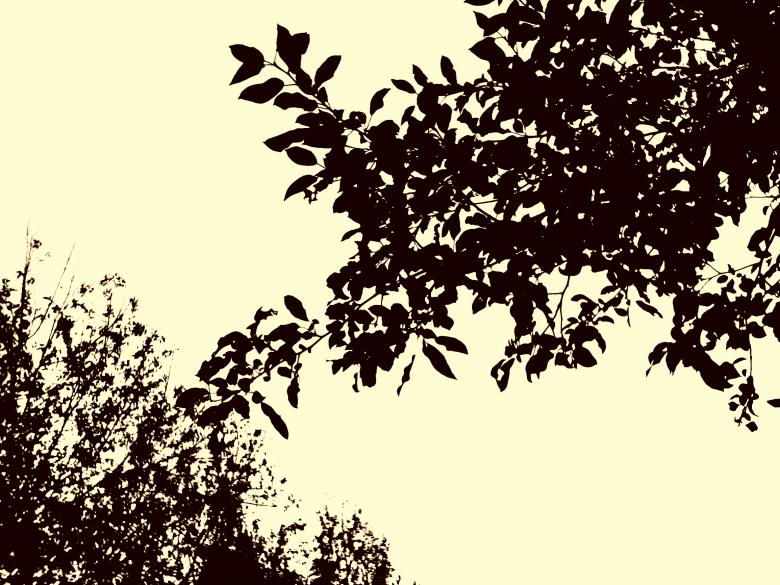Free stock image of Contours of trees created by NomeVizualizzato