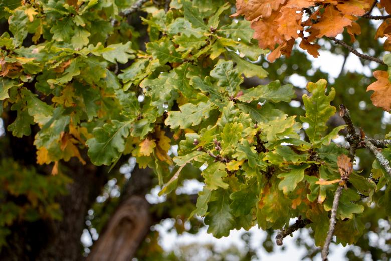 Free stock image of Old oak leafs created by Janis Urtans
