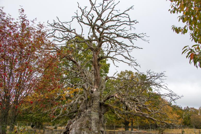 Free stock image of 1000 years old Oak tree in Sweden created by Janis Urtans