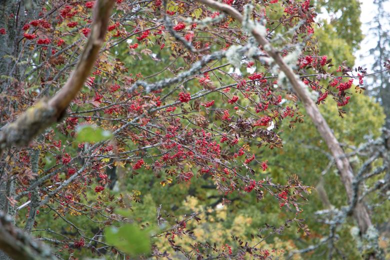 Free stock image of Some berries created by Janis Urtans