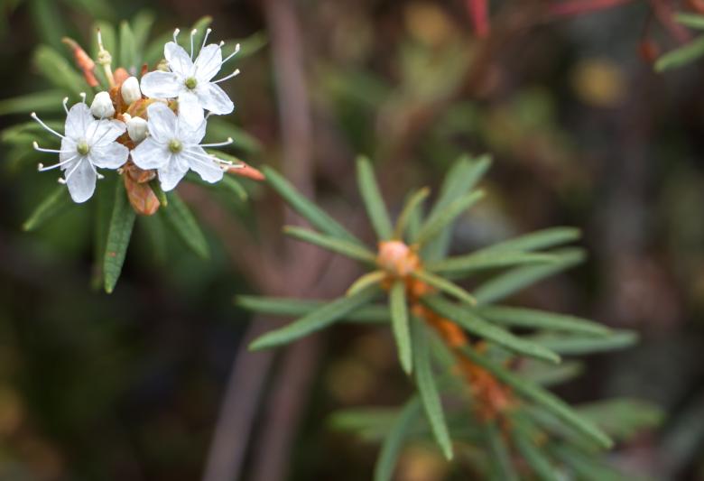Free stock image of Nice smelling plant created by Janis Urtans