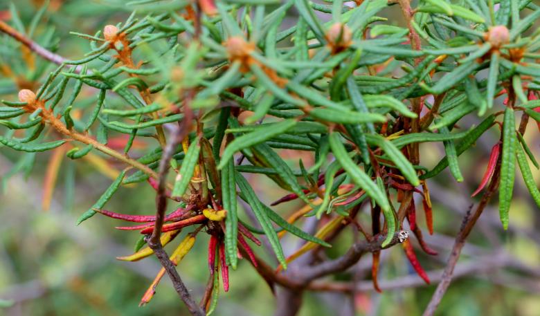 Free stock image of Colorful forest plant created by Janis Urtans