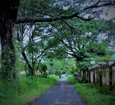 Green street - Free Stock Photo